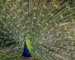 Los  Angeles Arboretum & Botanical Gardens is a wildlife sanctuary too.